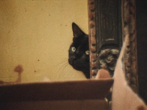 Porn marina-tsvetaeva:Cats featured in Grey Gardens photos