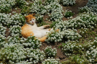 cats
