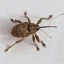bug-appreciation-blog