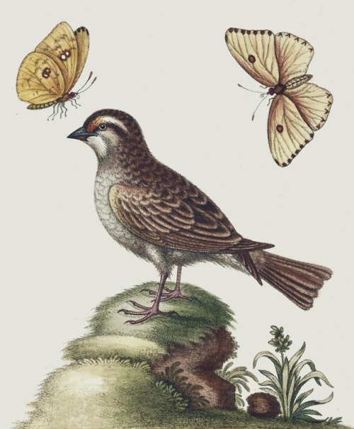 The White Throated Sparrow, from Pensiluania, and the Yellow Butterfly, from Carrolina - George Edwa