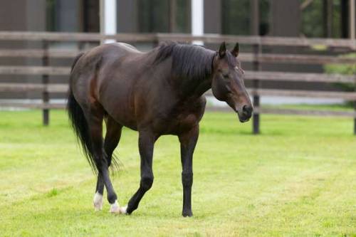 Rest in peace, Deep Impact. What a stunning boy you were. 