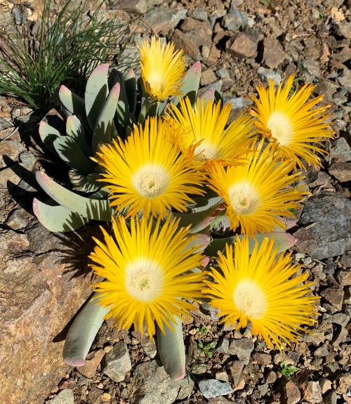 Cheiridopsis denticulataLike many of the winter-flowering mesembs (members of the Ice Plant Family),