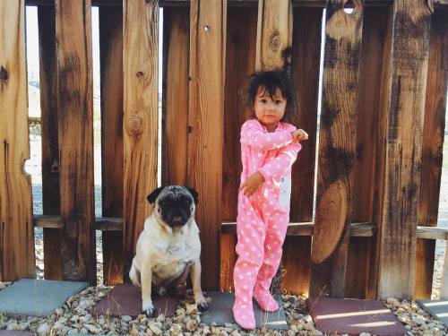 Missing my bubs. Ania keeps asking for him and when he comes home. Soon babe, soon. || #puglife #pug