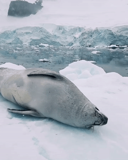 Crabeater Seal (Lobodon carcinophaga)(source)