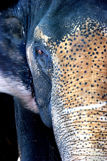 musts:  Elephant at Angkor by Rob Kroenert 