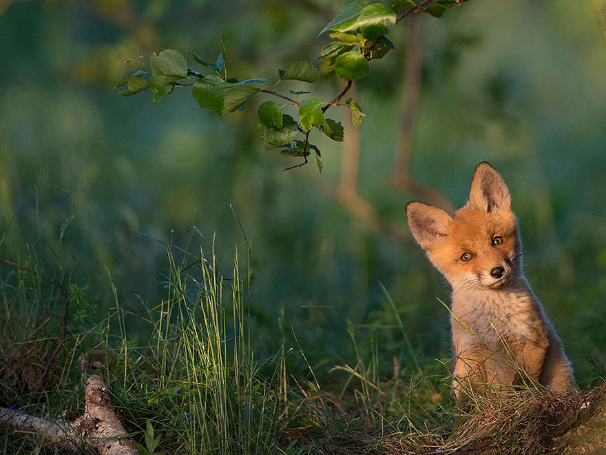 mishasminions:  awesome-picz:    National Geographic’s Top Photos Of 2015.   NATURE