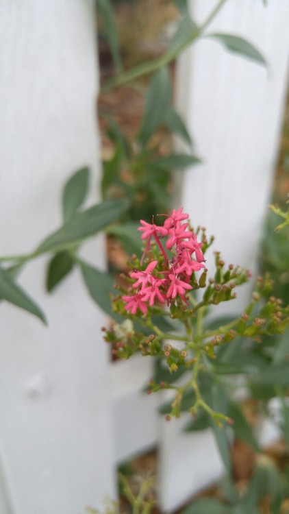 Centranthus ruber is in the family Caprifoliaceae. Commonly known as red valerian, it is native to t