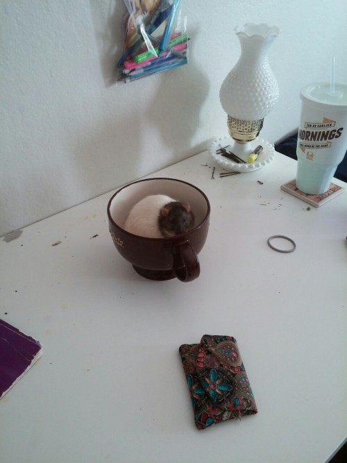 stinkyratties:  creature has taken to napping in the giant mug on the desk