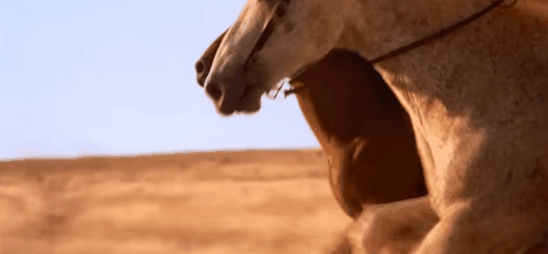 Writing Horses In Your WIP