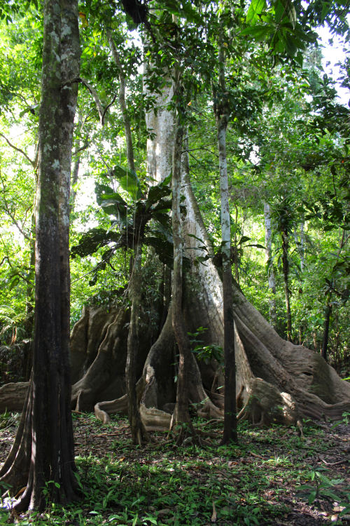 colombia-diaries:  La selva amazonica, Colombia The Amazon rainforest, Colombia