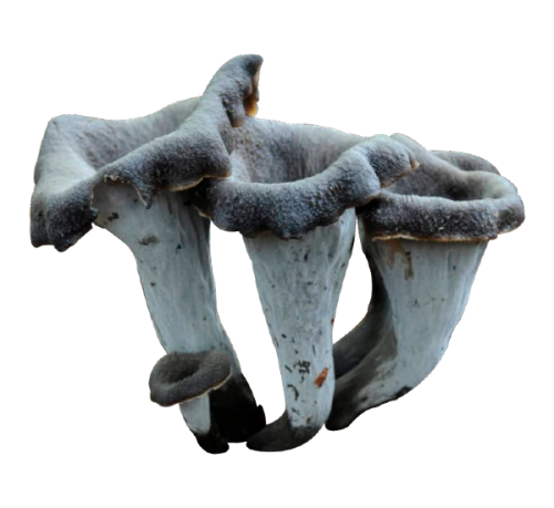 npcdeath:Fungi by Alison Pouliot