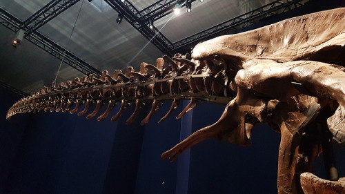 spinojp:Trix, the female Tyrannosaurus rex, exhibited at the Muséum National d'Histoire Natur