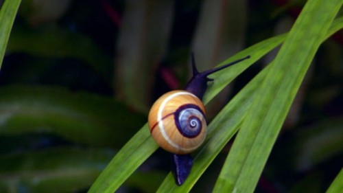 Polymita picta, common name the &ldquo;Cuban land snail&rdquo; or the &ldquo;painted sna