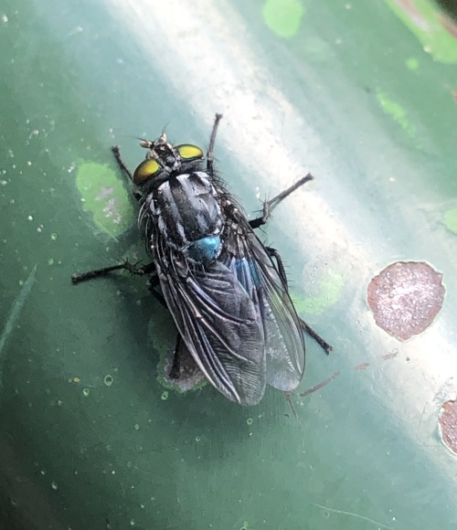 Beauty in unexpected places- a fly I found in Quito, Ecuador  