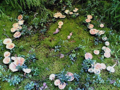 theweefreewomen:[ID: six photos of mushroom circles.]