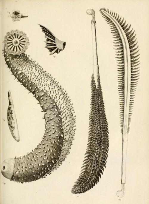 darksilenceinsuburbia:  Lamouroux, M. (Jean Vincent Félix), 1779-1825 : Exposition méthodique des genres de l'ordre des polypiers : avec leur description et celle des principales espèces  