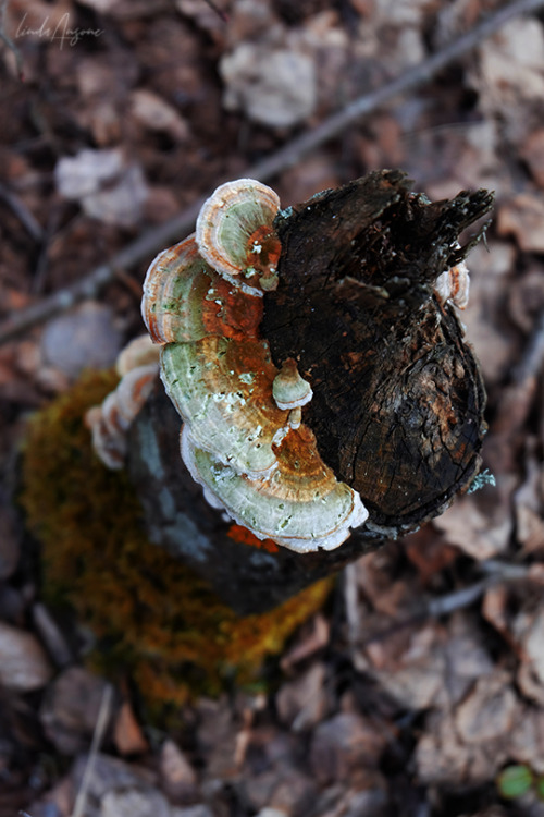 I really like taking photos of mushrooms