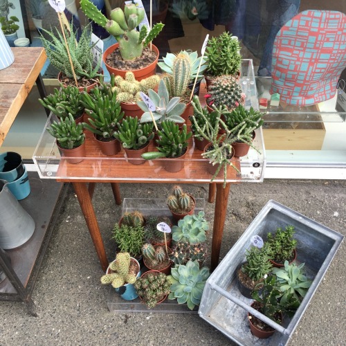 treehouseaddict:The cutest plants, in the cutest store, in the cutest street