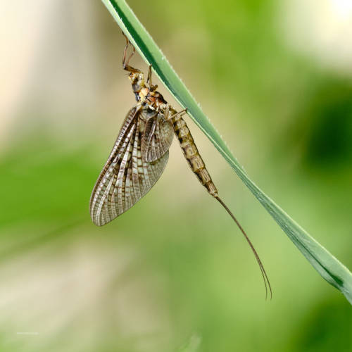 Mayflies