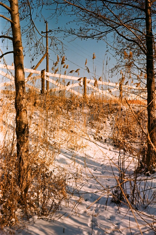 Sunny Winter Days Captured On Film