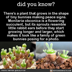 did-you-kno:  There’s a plant that grows in the shape of tiny bunnies making peace signs. Monilaria obconica is a flowering succulent, but its sprouts resemble little rabbit ears before they start growing longer and larger, which makes it look like