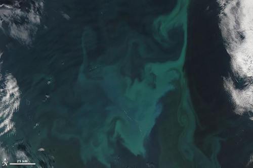 A normal ocean in bloomIn this photo, you see an image of the ocean from the MODIS instrument on NAS