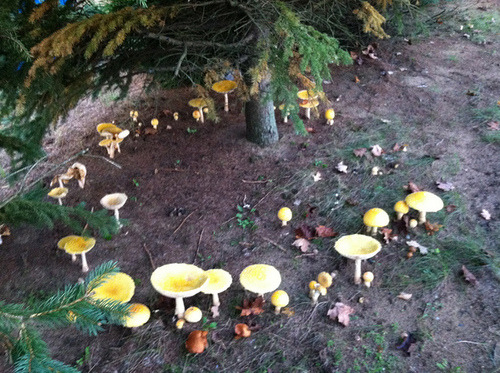 kili-fili-and-frilly:oldmosswoman:Fairy rings  occupy a prominent place in European folklore as the 