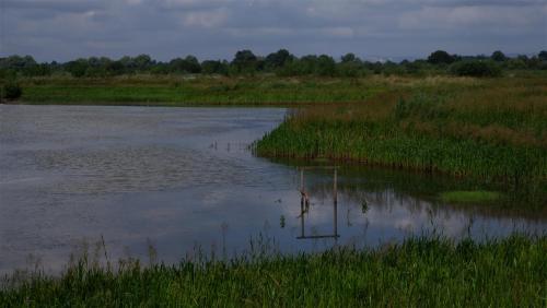 Wheldrake Ings, North Yorkshire.  England.