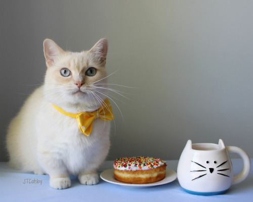 jtcatsby: For me?!?! I love sprinkles!!! What’s your favorite kind of donut? #NationalDonutDay