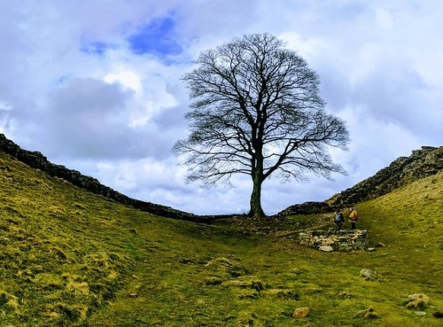 This is the tree from that bit at the beginning of Robin Hood Prince of Thieves, although I think th