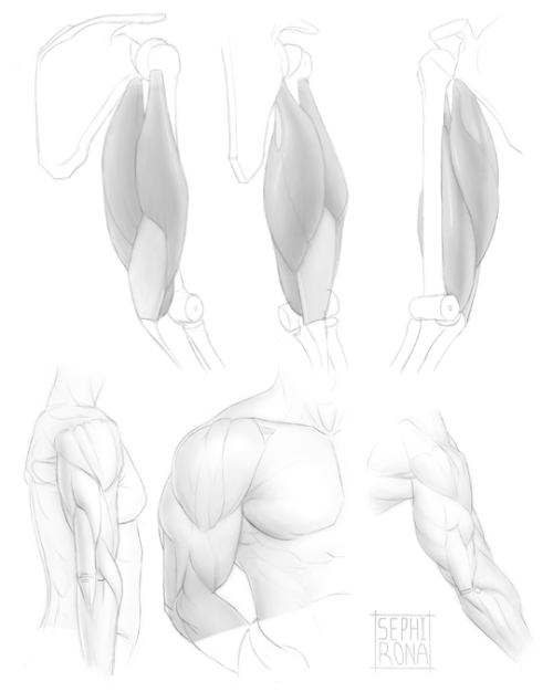 Tricep studies begin! Think I’m going to take a break from anatomy with some virtual plein airs afte