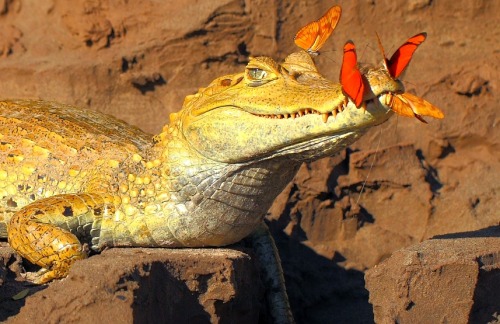 hajandradeye:Caiman in Tambopata National Reserve, Peru, 2012  ||  The Nature Conservancy