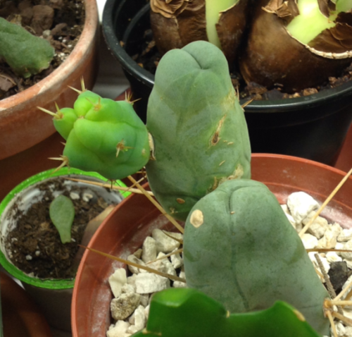 About three weeks ago, my Trichocereus bridgesii monstrose sent out some new growth. I’m impre