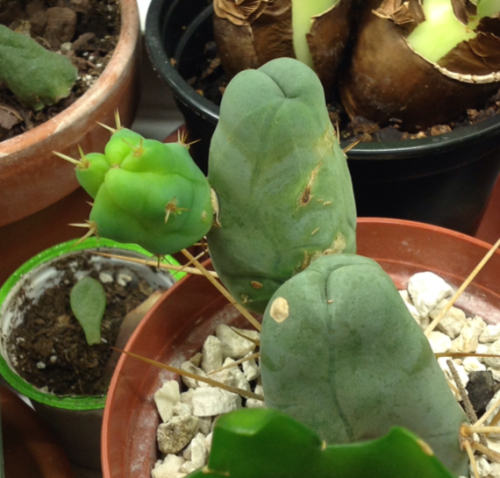 About three weeks ago, my Trichocereus bridgesii monstrose sent out some new growth. I&rsquo;m impre