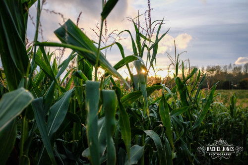 Corn Maze / Pumpkin Patch fall vibe photos by me!!! I’ll make a second post with photos of me taken 