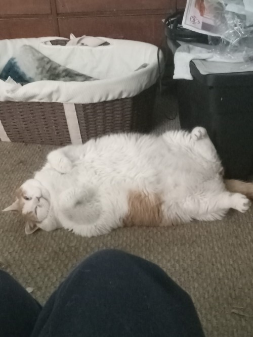 I Give You All My Cat Pictures
