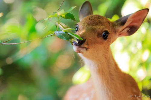 Nara, Japan