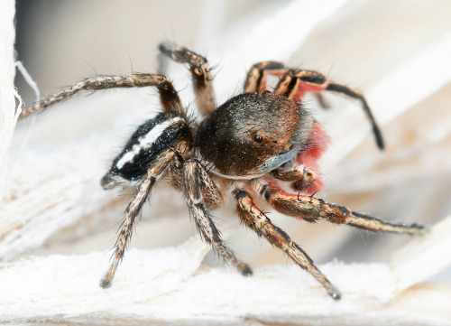 onenicebugperday:Jumping spider, Habronattus americanus, SalticidaeFound in the western United State