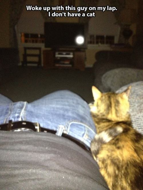 catsbeaversandducks:This Is Not My CatVia Pleated-Jeans.com