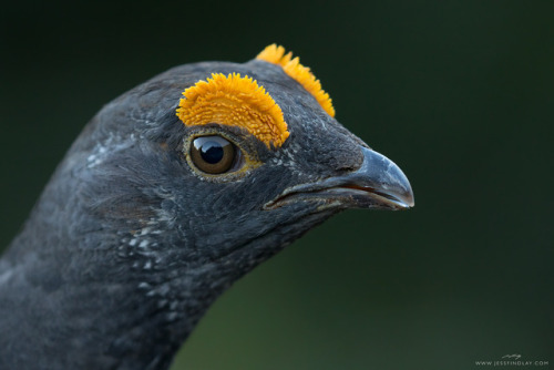 0pabinia:thalassarche:Sooty Grouse (Dendragapus fuliginosus) - photo by Jess FindlayEYEBROWS!!!