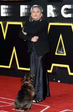 princelamb:  endermisha:  cynical-blogger:  Gary appreciation post  Can Gary be in the next star wars movie pls  reminder that gary isnt just around to b cute but he is carrie fishers service dog. i rarely see this info with pix of him so i figured i