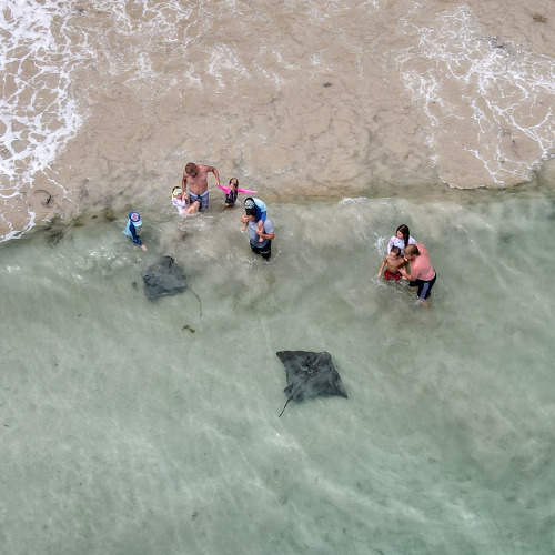 2022: Parents introducing their kids to the friendly Southern Eagle rays (Myliobatis australis) of B