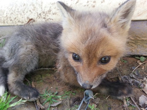 freeofthecoliseums:  LOOK AT THIS BABY FOX ITS SO CUTE 