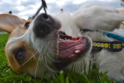 jacksonstubbington:  Corg attack! 