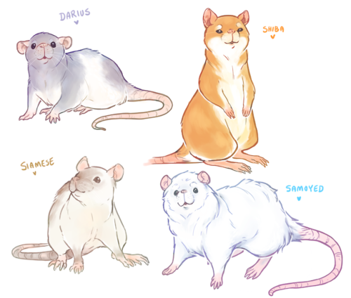 nebulamii: I drew dog/cat breeds as rats (plus one Darius) suggested by my twitch chat 