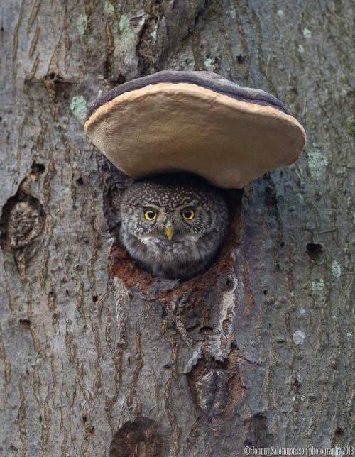 reishidreams:Fomitopsis sp., with a friend!