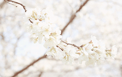ari-kanon:   樱花季节 