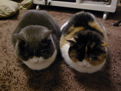 andtheyfightcrime: hydrogyne:  : 10.10.22  synchronized catting  these cats are so rotund, it pleases me 