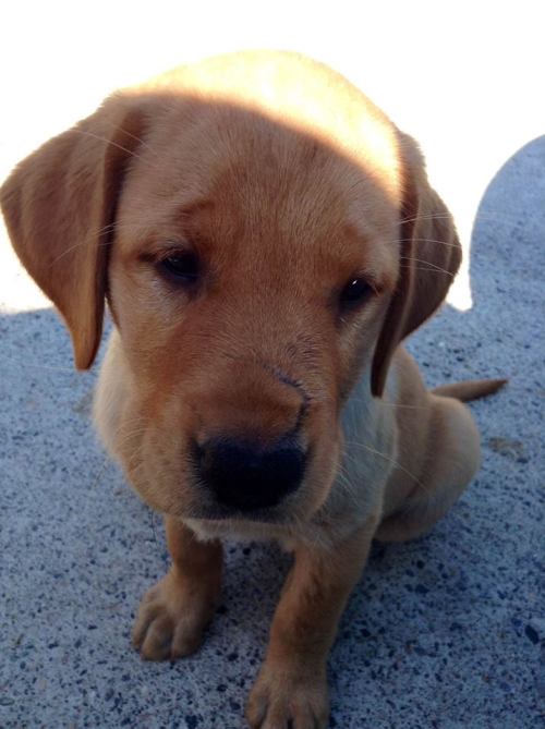 Lulu&rsquo;s pups from ECAD&rsquo;s most recent Puppy Cam litter are looking more adorable every day