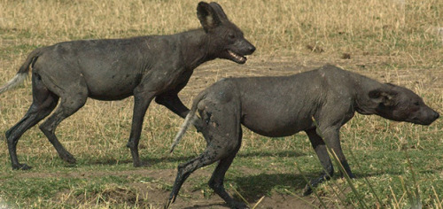  Mangy Canid ComparisonsCoyotes (Canis latrans) stricken with mange, a skin disease caused